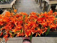 Dendrobium Species ´Super