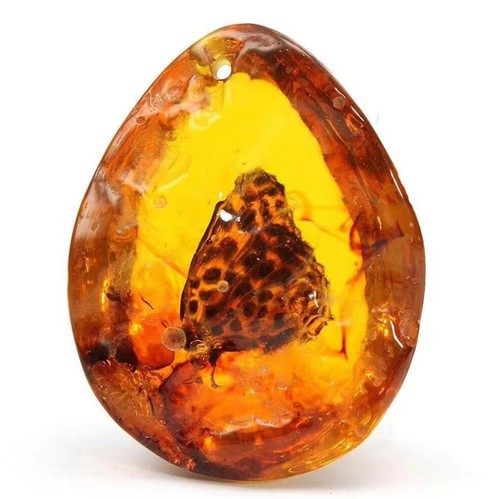 Schmetterling bernstein fossil - schmetterling,