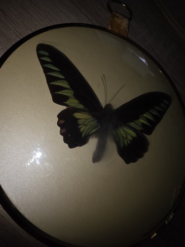 Präparierter schmetterling - 3x,