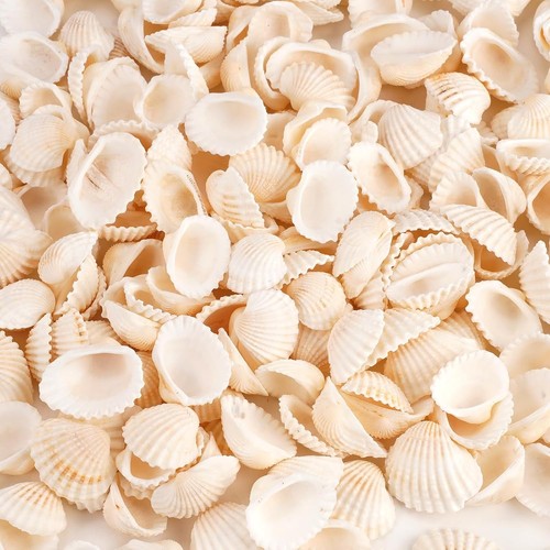 250 stück echte muscheln - 250,