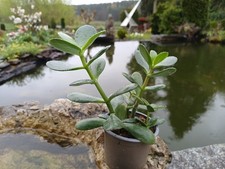 Affenbrotbaum Pfennigbaum