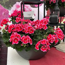 Geranie, rot-rosa, stehend
