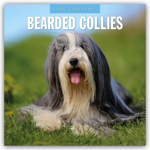 Bearded collies - bearded,