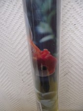 Fensterfolie 60x300 cm Fischdesign Aquariumfische NEU