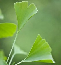 Fächerblattbaum Menhir® 60-80cm - Ginkgo biloba