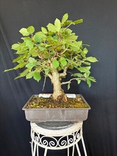 Grüne haselnuss bonsai - grüne,
