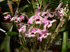 Dendrobium nobile var