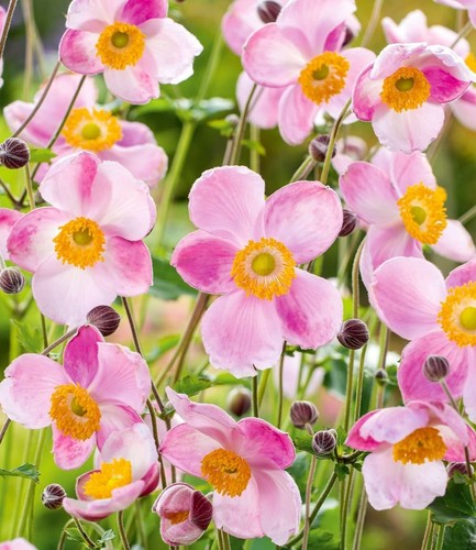 Baldur garten rosa - baldur,