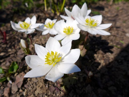 Sanguinaria canadensis - ,