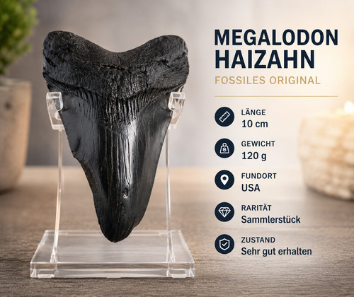 Massiver fossiler haizahn 120 - fossiler, (120