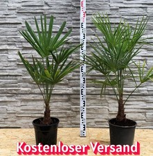 1 x Trachycarpus fortunei Höhe ca. 100 cm Winterharte Palme Hanfpalme