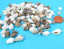 100 echte Muscheln-Schnecken  z. Auffädeln hell + dunkel 7-15mm