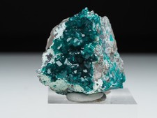 Dioptas, Omane, Kaokoveld, Namibia