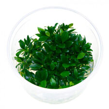 Anubias barteri var. nana Pangolino in vitro RARITÄT Wasserpflanze Aquarium