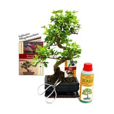 Geschenkset Bonsai "Ligustrum" - Chinesischer Liguster - ca. 6 Jahre alt