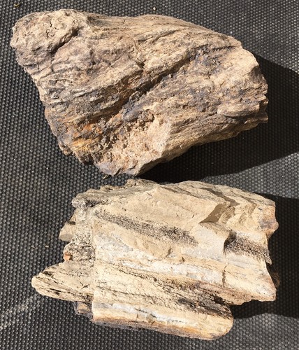Versteinertes holz stück - 2,