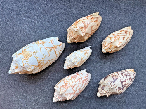 Cymbiola vespertilio voluta - 6x,