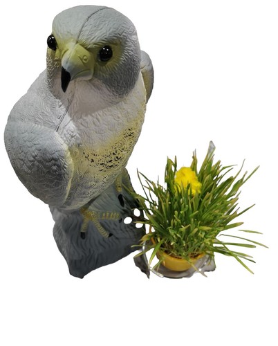Falke krähe rabe taube - krähe,