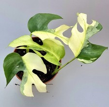 Rhaphidophora Tetrasperma Monstera Minima Variegata  2 Pflanzen Im Topf 