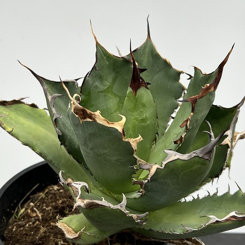 Agave titanota - , (ca.