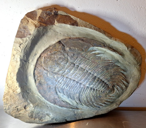 Trilobit xxl 48x40x3cm - trilobit,