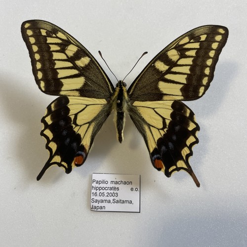 Entomologie*Papilio