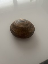 Fossile Muschel – echte