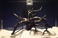 Schwarze Moorwurzel *22cm* /