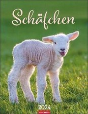 Schäfchen Kalender 2024 von