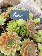 2x Kindel Sempervivum *
