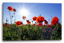 Wandbild Blumenbilder