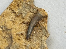 Steneosaurier Zahn - Lias epsilon (Toarcium) - Altdorf - alte Sammlung