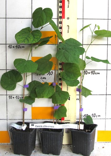Cercis chinensis seltener - /,