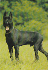 SCHNAUZER  Riesenschnauzer    Postkarte  *  Postcard  # 9