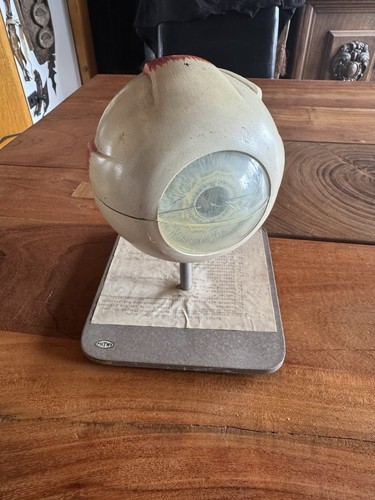 Lehrmodell menschliches auge - menschliches,