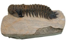 Devon  Cheirurus gibbus