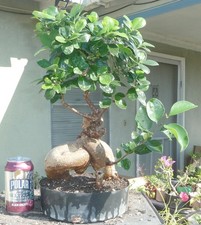 Ginseng Ficus Microcarpa Pre