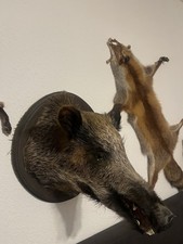 Keilerkopf ,Tierpräparat