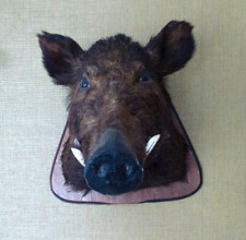 Wildschwein Jagd Trophäe - Präparat Wildschwein Kopf Keiler Wanddekoration