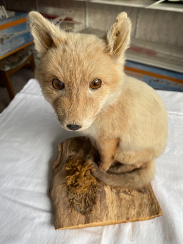 Präparat fuchs tierpräparat - präparat,
