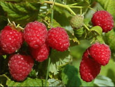 Öko Herbsthimbeere "Autumn Bliss"/"Blissy" ertragreich Sorte Krankheitsresistent