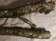 Eichenstamm Deko, 2 Stück, 65 cm lang, mit Flechten und Moosen, Eiche basteln