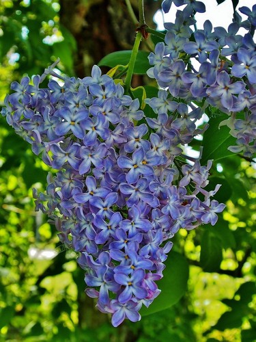 Winterharte blaue - 2x,