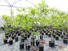 Esskastanie Castanea sativa 180 cm  Kastanie Kastanienbaum Pflanze winterhart