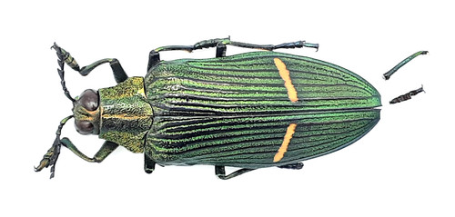 Buprestidae catoxantha - buprestidae,,