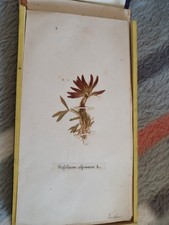 Herbarium über 100 Jahre alt