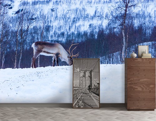 Schnee wald elch - wald, tier