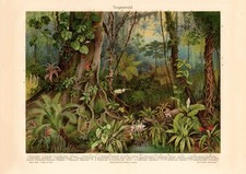 Tropenwald historischer Druck