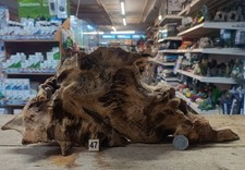 Großes Derwen 33-43cm Eiche