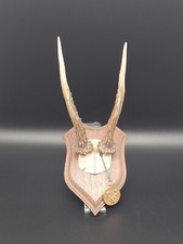 Rehbock Rehgeweih Geweih Reh